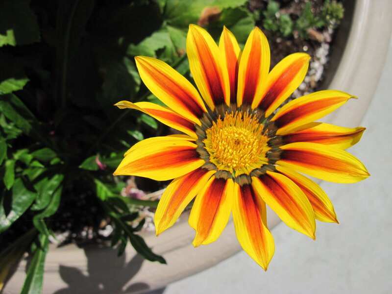 Yellow and Red Flower — Calm, Afternoon, Photograph, Leaves