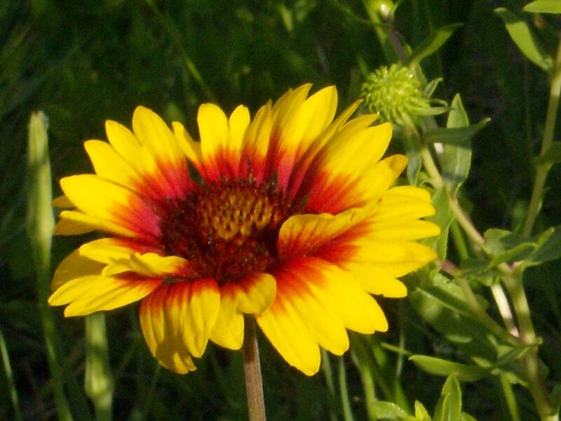 Yellow and Red Flower — Calm, Afternoon