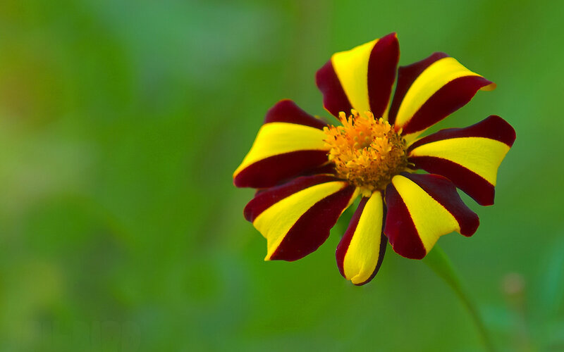 Yellow and Red Flower — Calm, Photograph