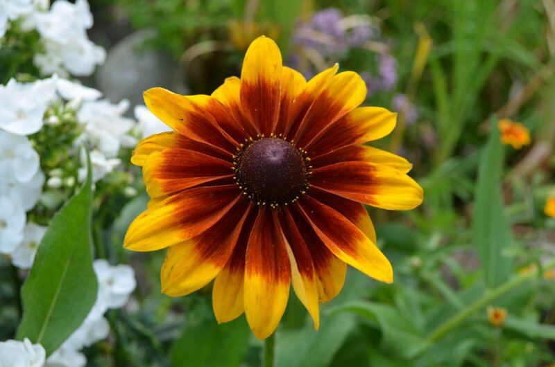 Yellow and Red Flower — Calm, Summer, Photograph