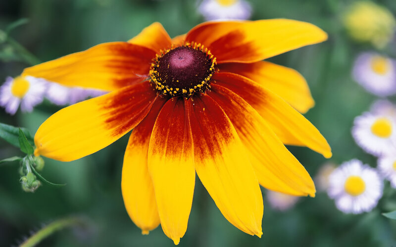 Yellow and Red Flower — Calm, Summer