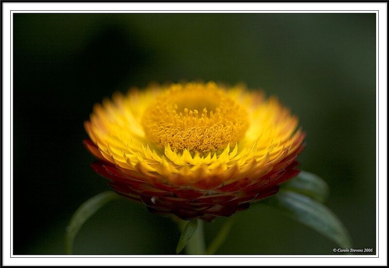 Yellow and Red Flower — Calm