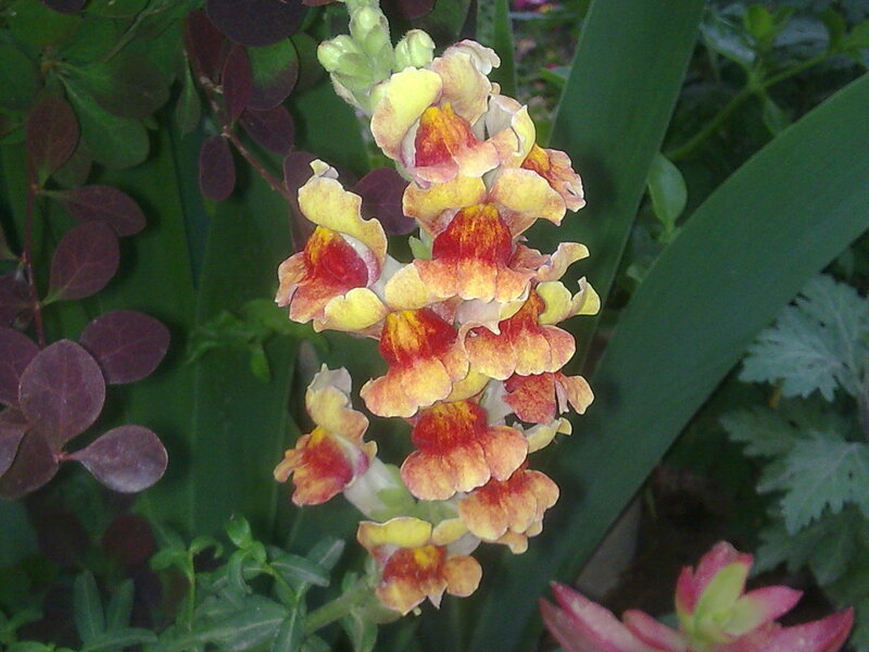 yellow and red flower cluster