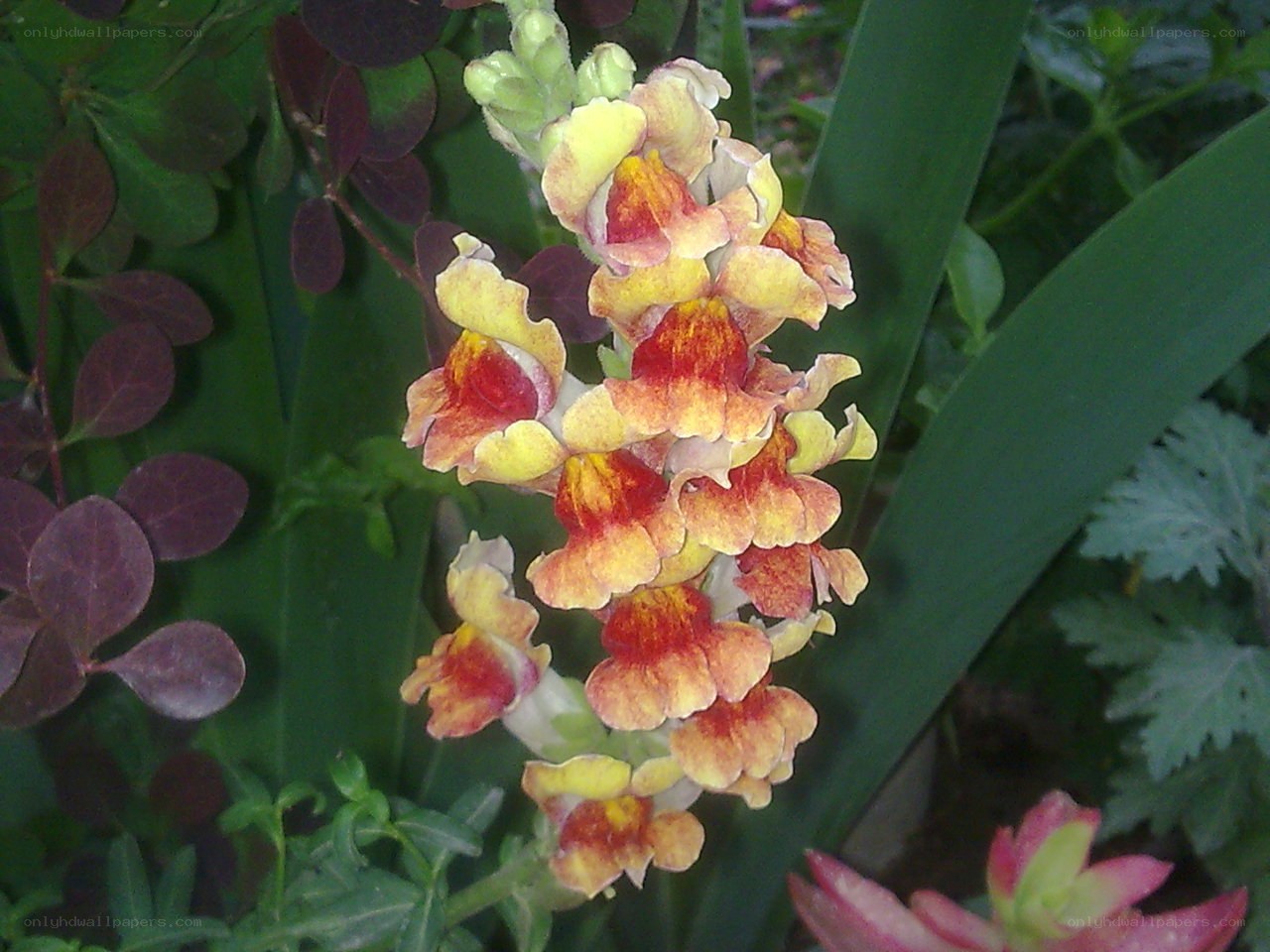 yellow and red flower cluster
