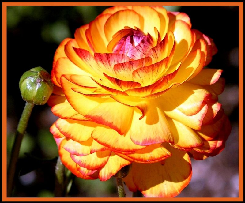 Yellow and Red Flower — Dramatic, Afternoon