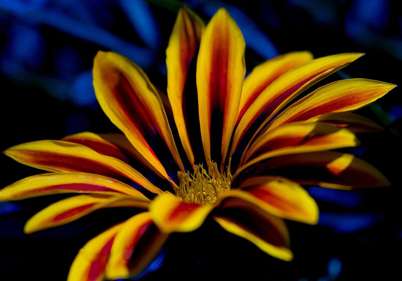 Yellow and Red Flower — Dramatic, Night