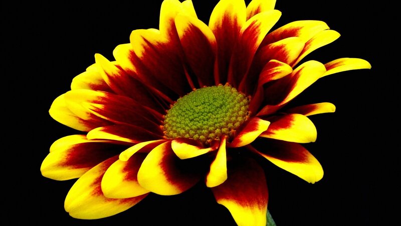 Yellow and Red Flower — Dramatic, Photograph, Green Center
