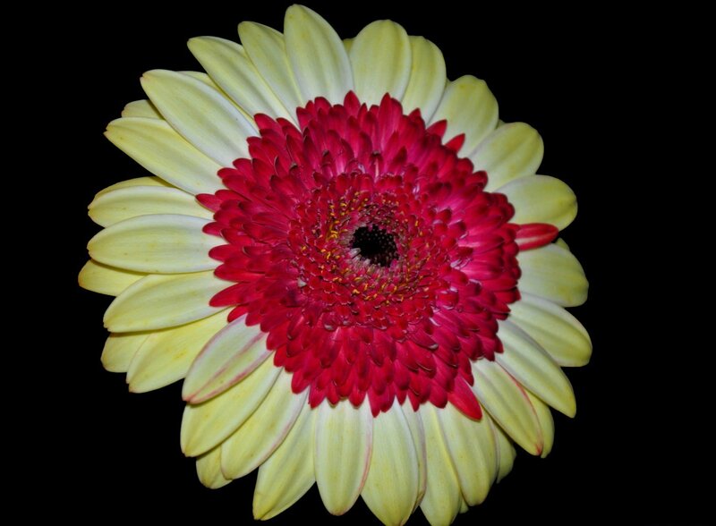 Yellow and Red Flower — Dramatic, Photograph, Petals
