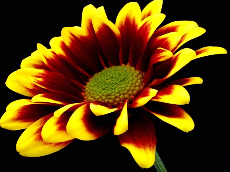 Yellow and Red Flower — Dramatic, Photograph