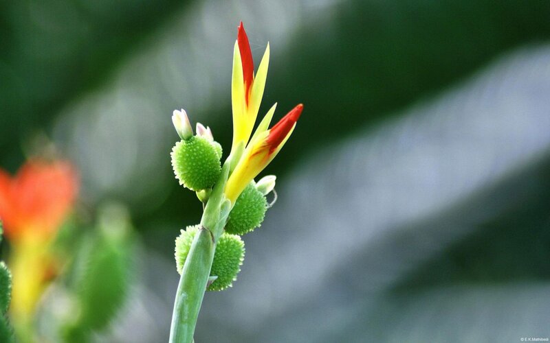 Yellow and Red Flower — Green