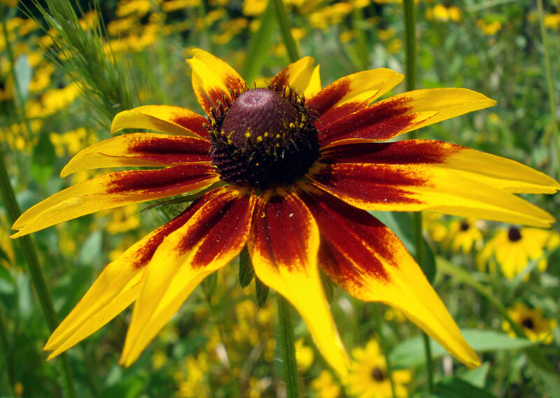 yellow and red flower in field