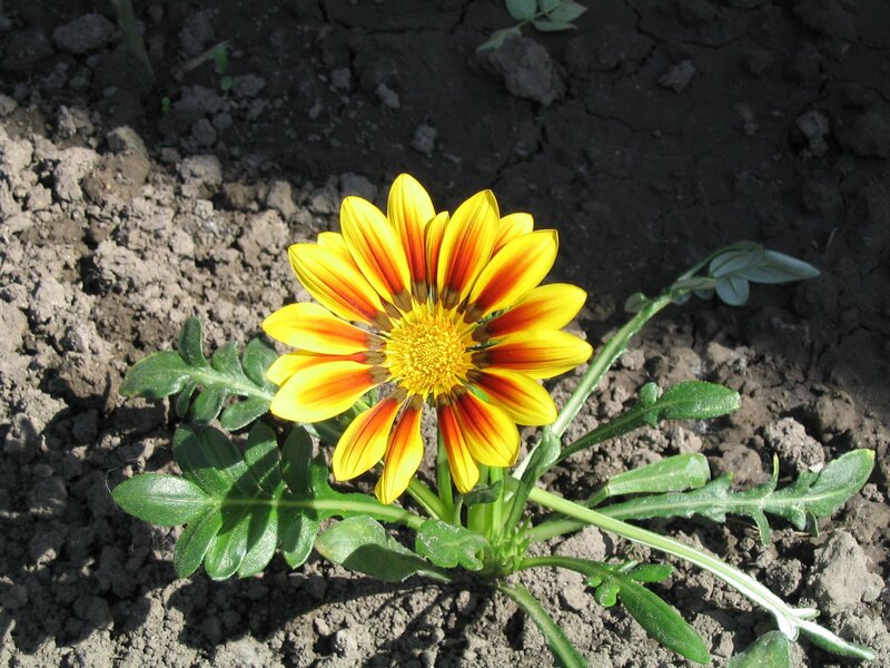 yellow and red flower in soil