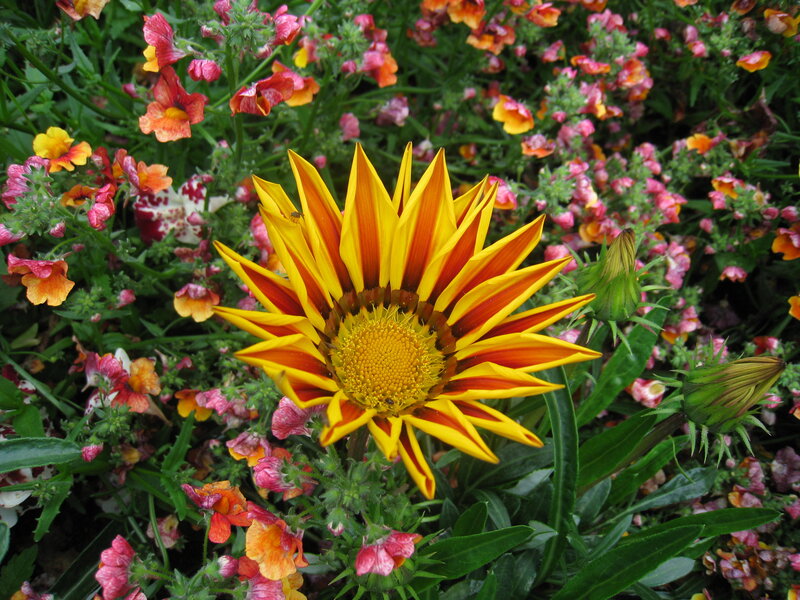 Yellow and Red Flower — Natural, Afternoon, Photograph, Green Leaves, Flower Buds, Other Flowers