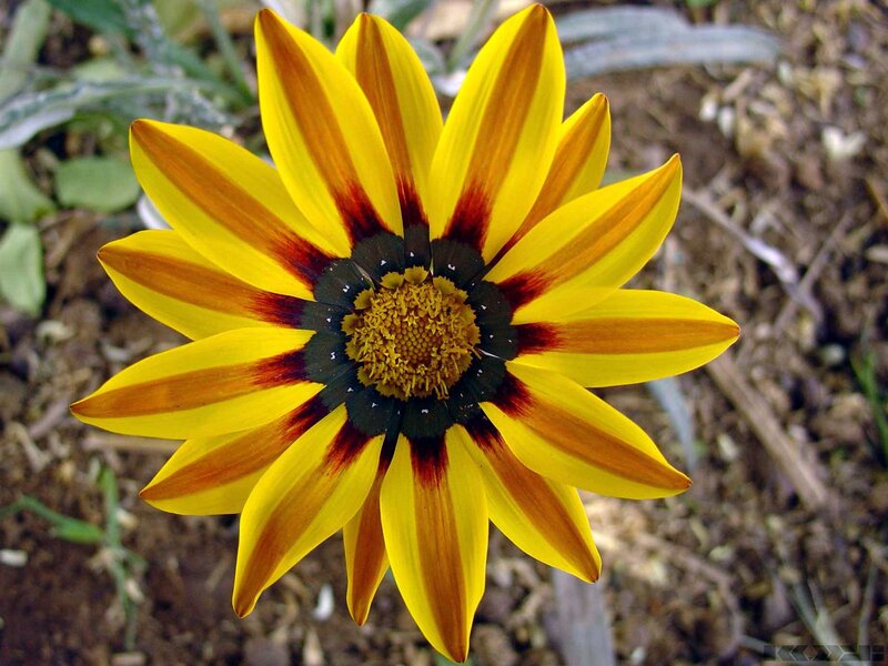 Yellow and Red Flower — Natural, Afternoon, Photograph, Soil