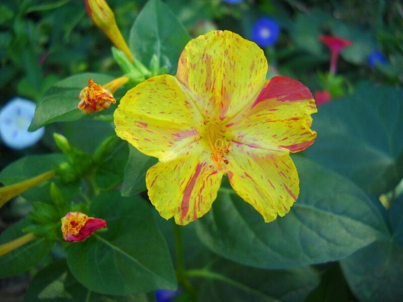 Yellow and Red Flower — Natural, Afternoon