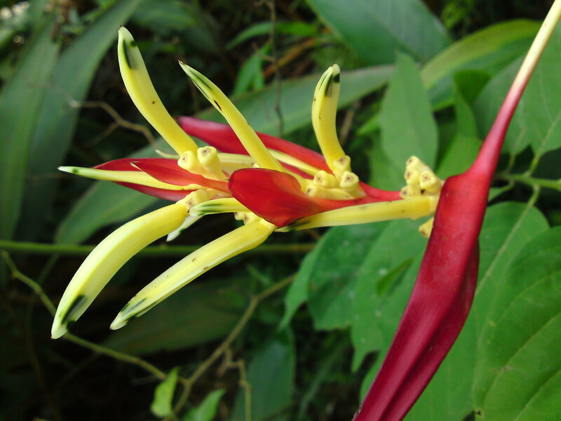 Yellow and Red Flower — Natural, Photograph, Green Leaves