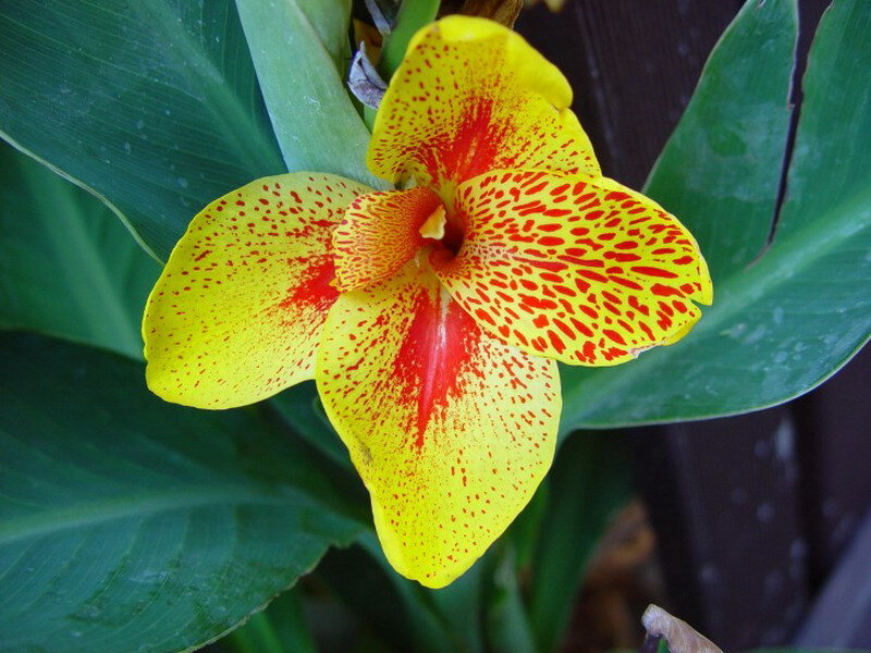 Yellow and Red Flower — Natural, Photograph