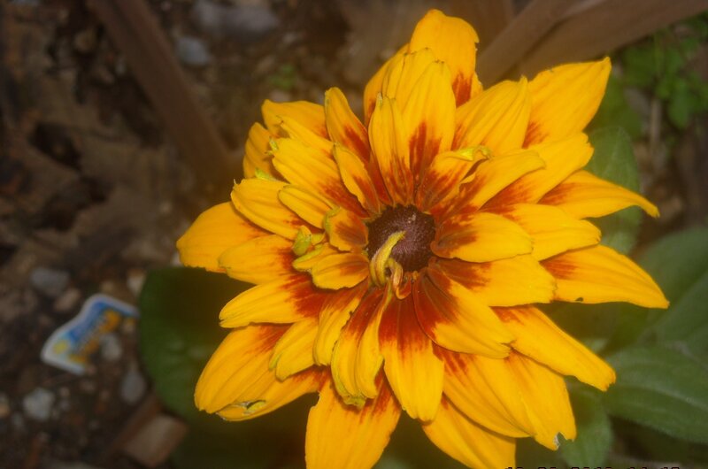 Yellow and Red Flower — Natural