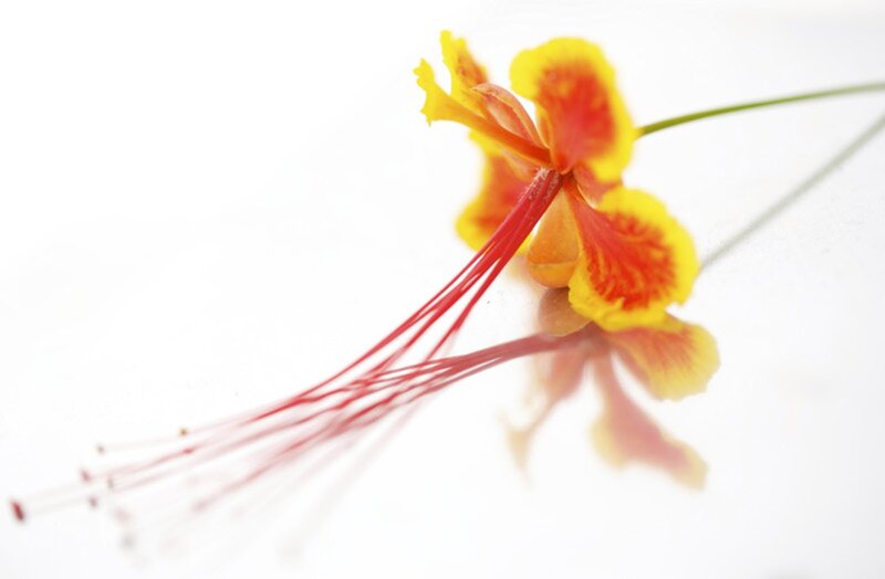 Yellow and Red Flower — Serene, Photograph