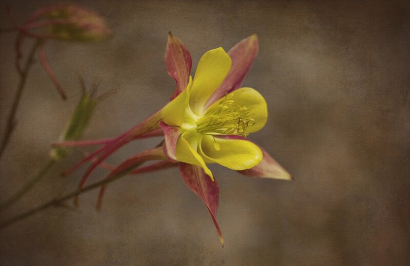 Yellow and Red Flower — Serene