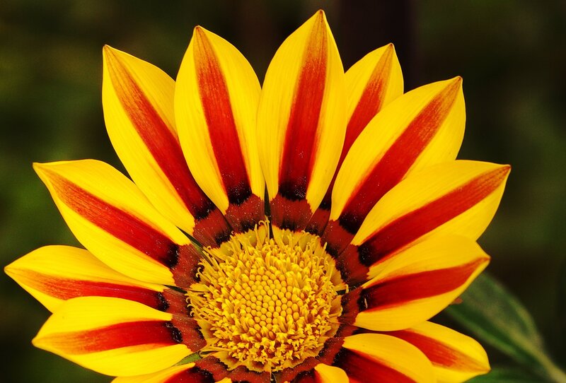 Yellow and Red Flower — Vibrant, Afternoon
