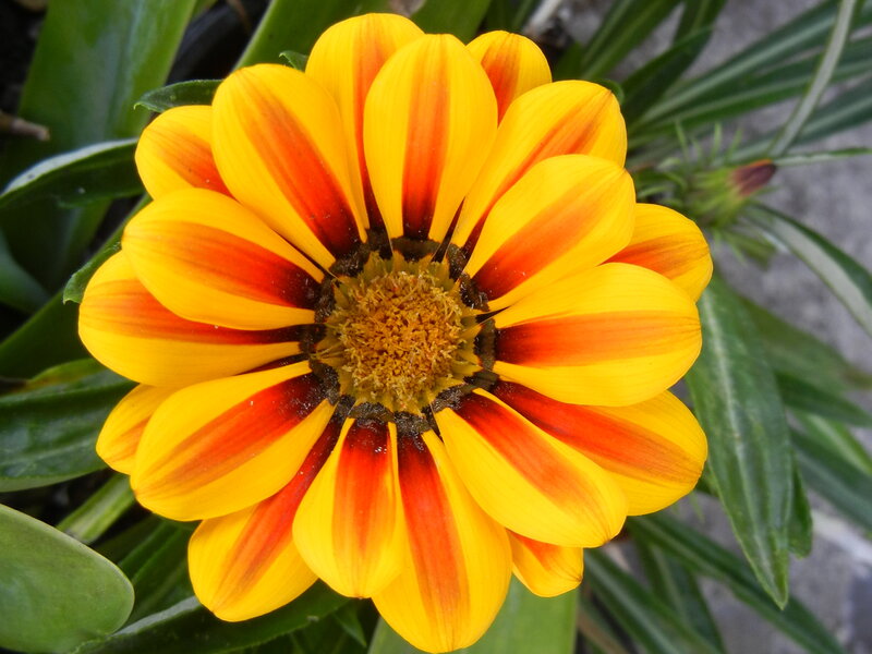 Yellow and Red Flower — Vibrant, Photograph, Green Leaves
