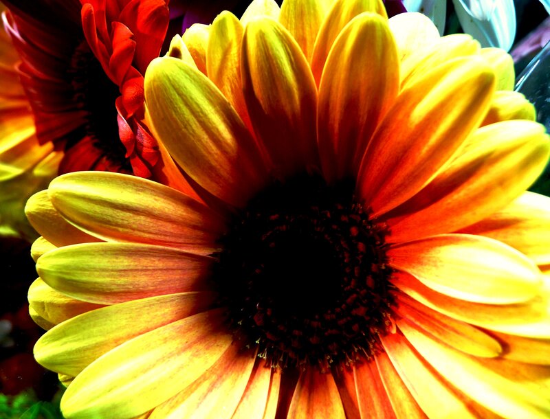 Yellow and Red Flower — Vibrant, Photograph, Petals