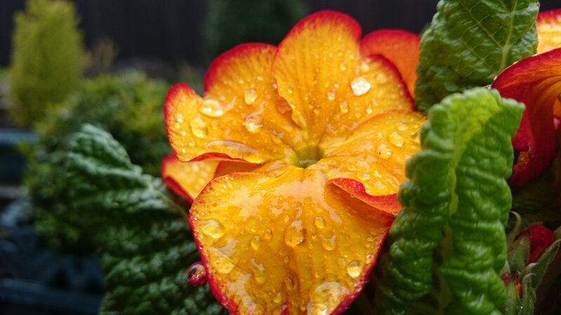 Yellow and Red Flower — Vibrant, Photograph, Raindrops