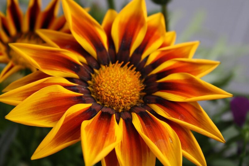 Yellow and Red Flower — Vibrant, Photograph