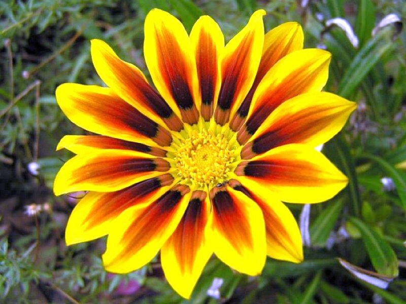 Yellow and Red Flower — Vibrant