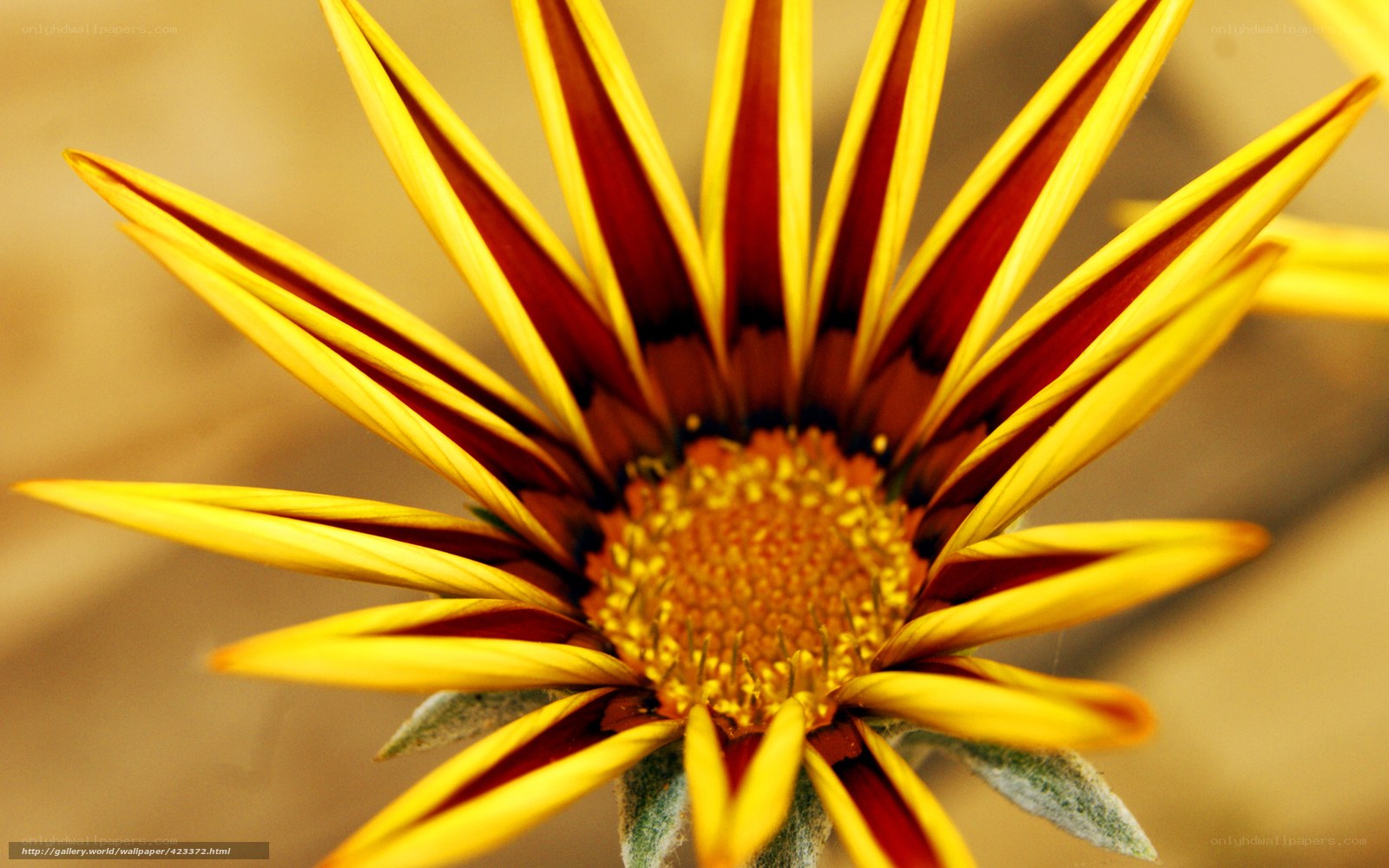 Yellow and red flower