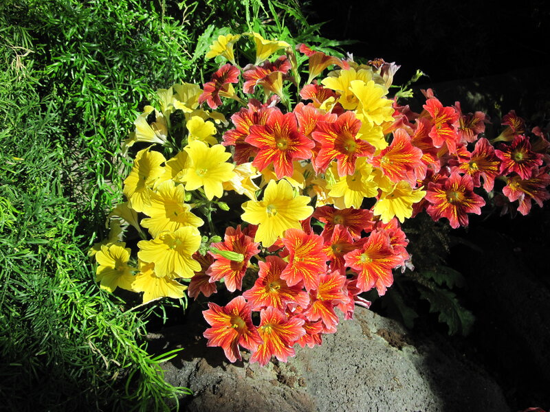 Yellow and Red Flowers — Bright, Afternoon, Photograph, Green Plants