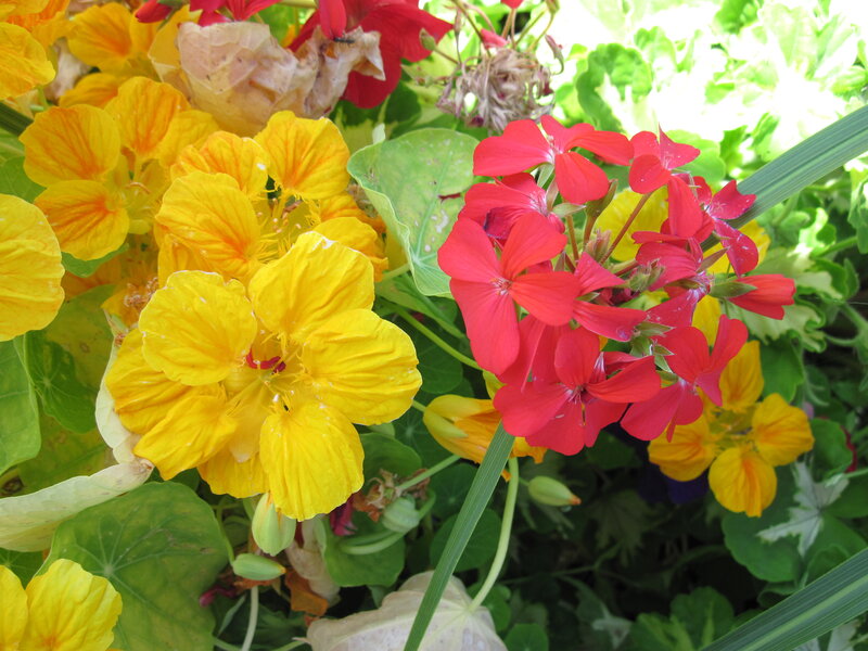 Yellow and Red Flowers — Bright, Afternoon, Photograph, Leaves