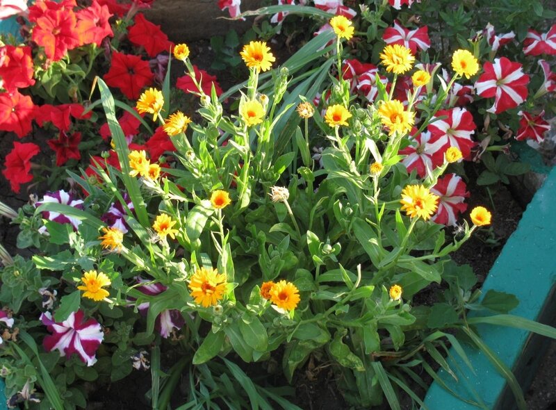 Yellow and Red Flowers — Bright, Afternoon, Photograph, Petunias