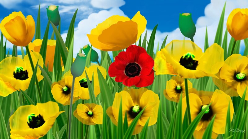 Yellow and Red Flowers — Bright, Afternoon