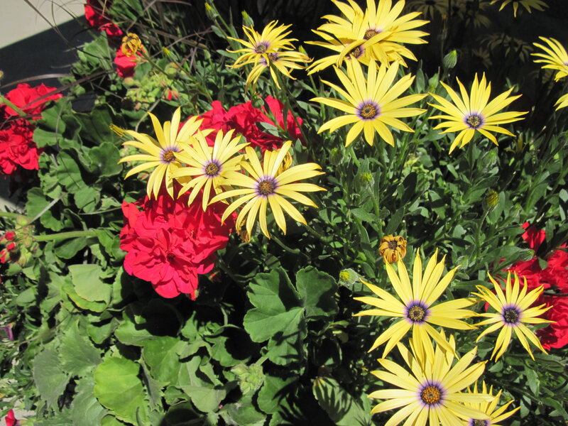 Yellow and Red Flowers — Bright