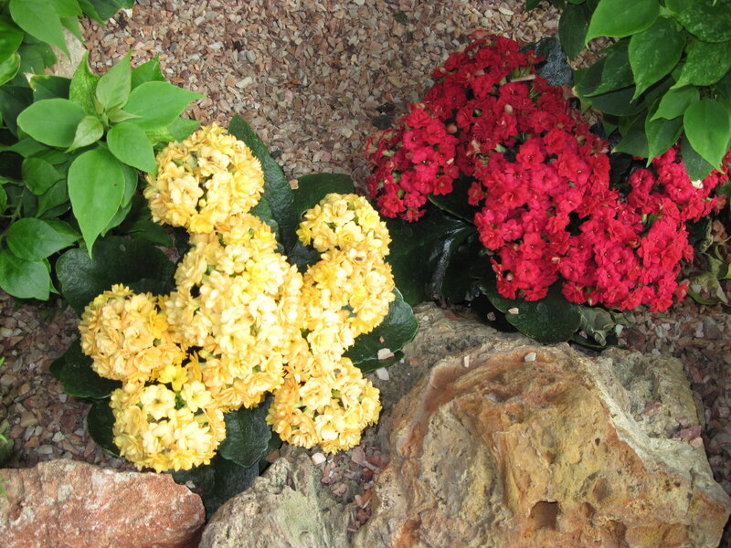 Yellow and Red Flowers — Calm, Afternoon