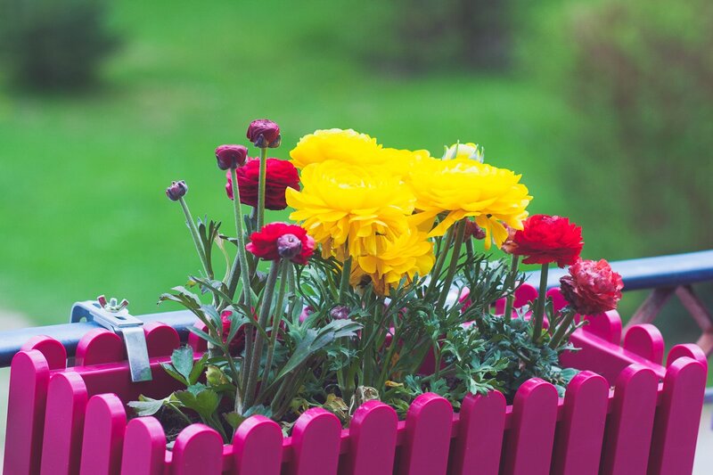 Yellow and Red Flowers — Calm, Spring, Photograph, Planter