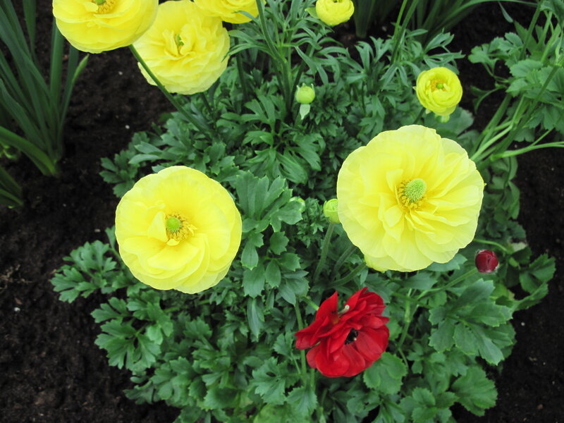 Yellow and Red Flowers — Calm, Spring, Photograph