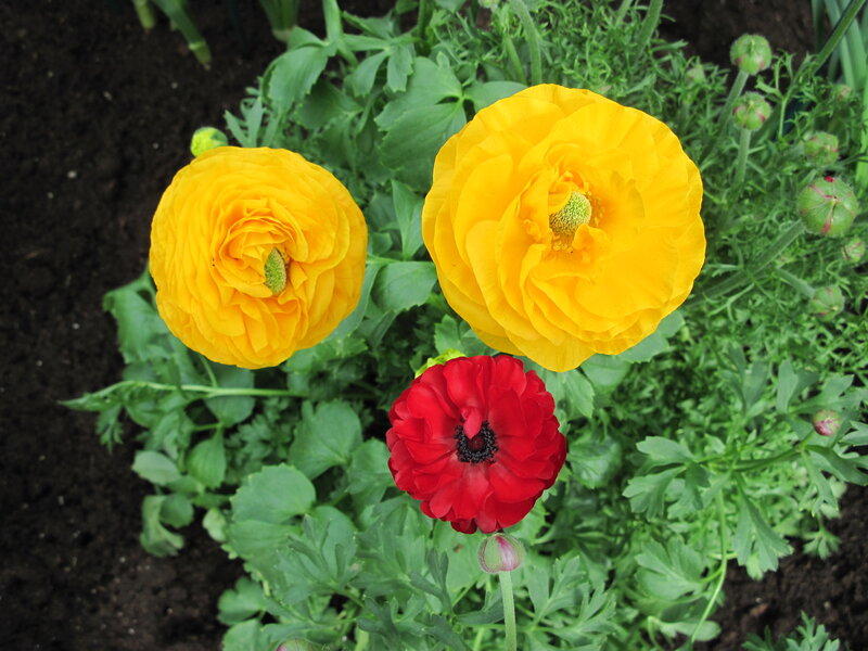 Yellow and Red Flowers — Calm, Spring
