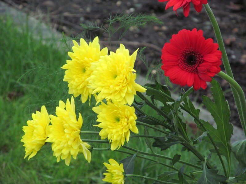 Yellow and Red Flowers — Calm