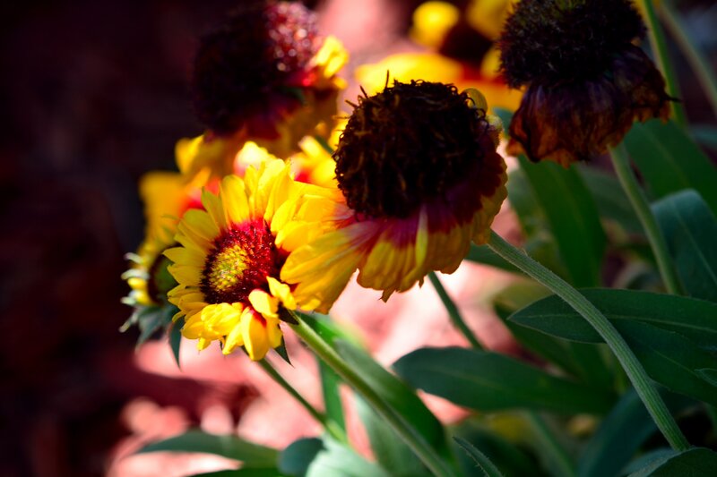 Yellow and Red Flowers — Dramatic, Afternoon