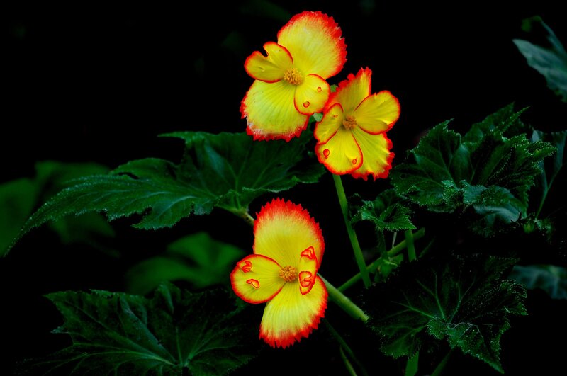 Yellow and Red Flowers — Dramatic, Photograph