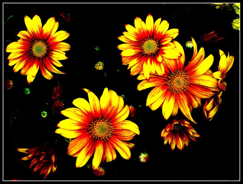 Yellow and Red Flowers — Dramatic