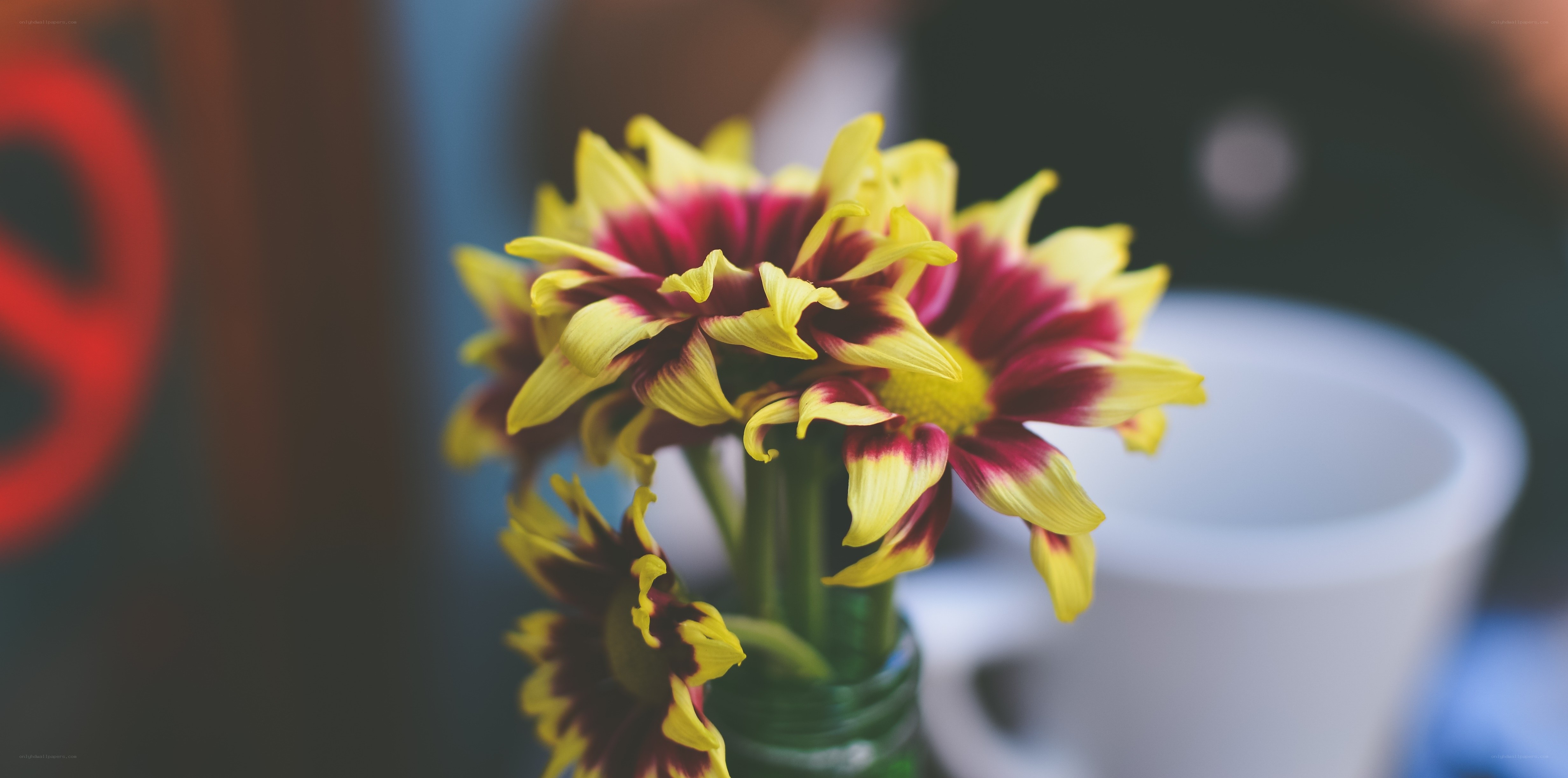Yellow and red flowers in a vase