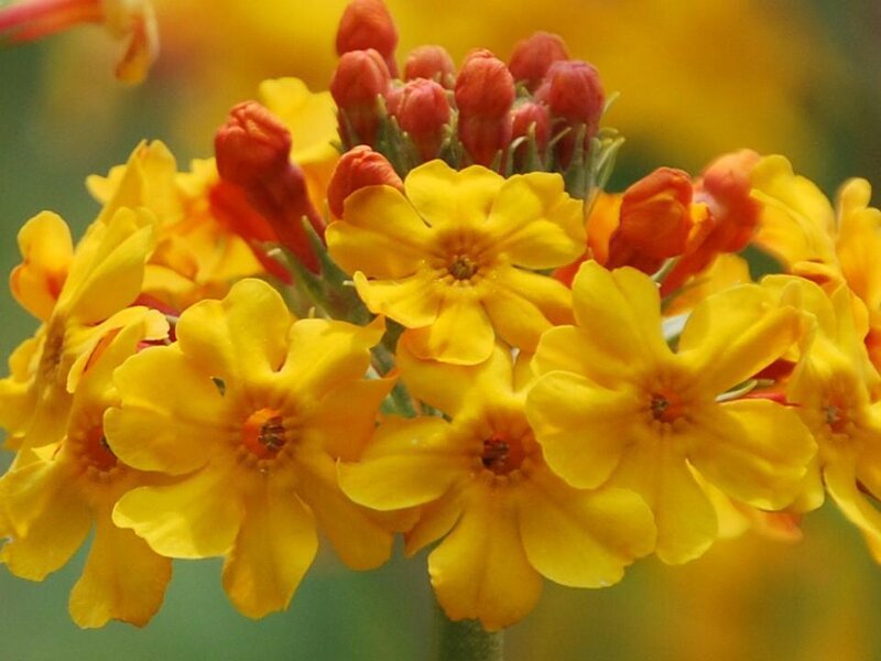 yellow and red flowers in bloom