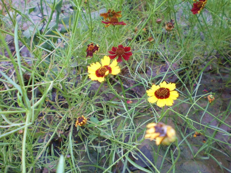 yellow and red flowers in grass