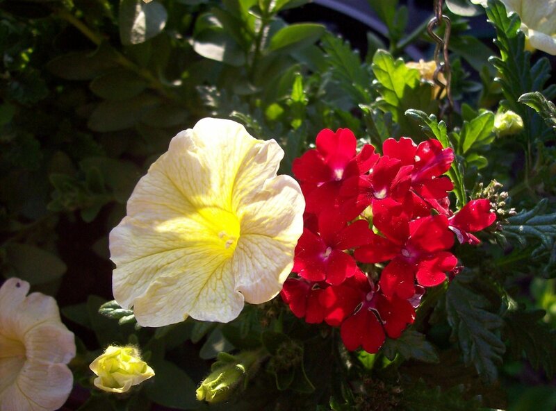 Yellow and red flowers in sunlight