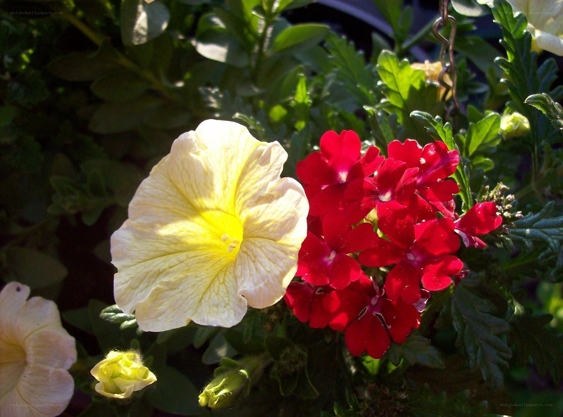 Yellow and red flowers in sunlight