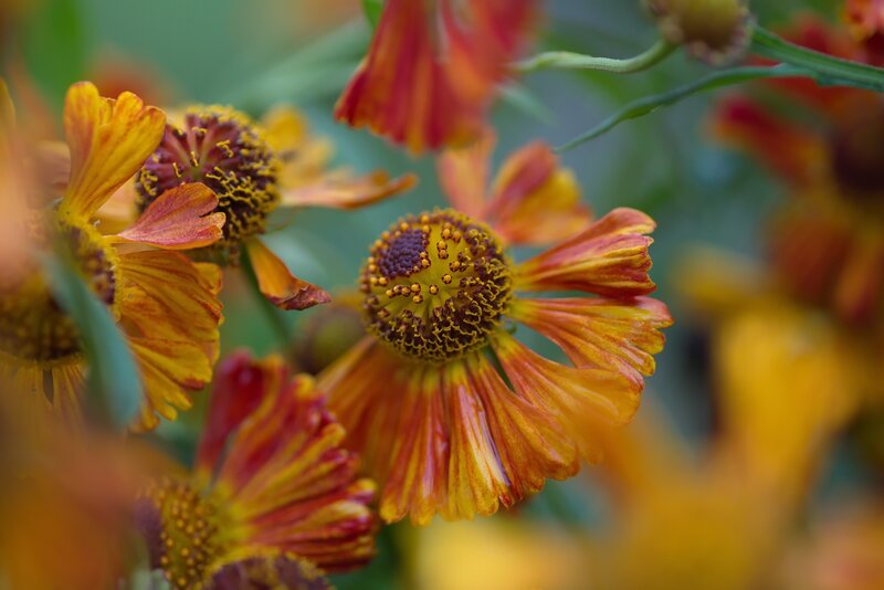 Yellow and Red Flowers — Natural, Afternoon, Photograph